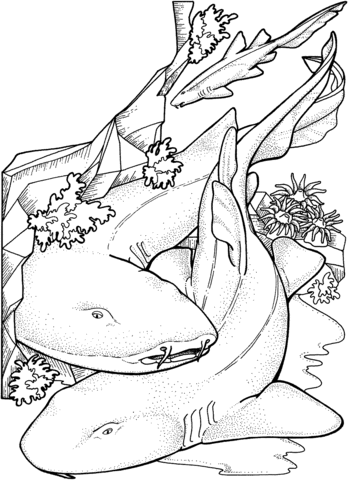 Bamboo Sharks Coloring Page